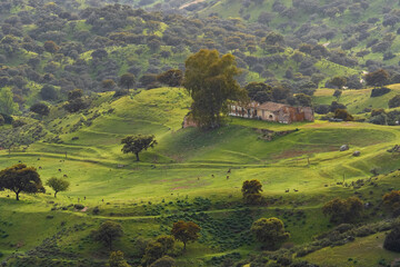 Paisaje de encinas y pasto verde
