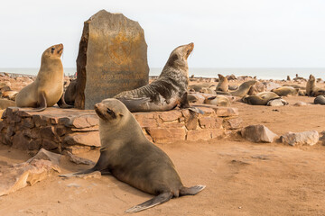 Great colony of seals fur at Cape cross in Namibia	
