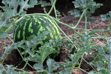 ripe variegated watermelon in the field