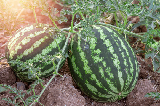 ripe variegated watermelon in the field