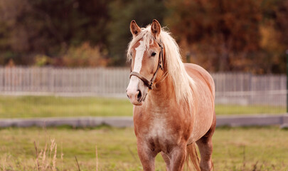 Obraz premium Horse in nature. Horse portrait, brown horse at farm.