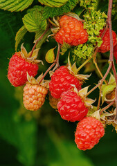 Raspberries on the vine