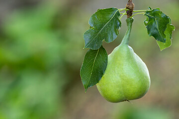 Ripe natural pasha pears on twig