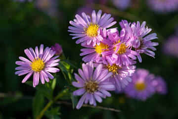 purple flowers of aster