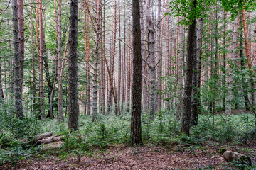 Obraz premium Scots pine forest