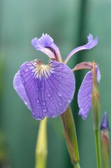 Blooming Arctic blue flag, scientific name Iris setosa