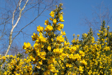 Common Gorse growing on heathland in southern England.