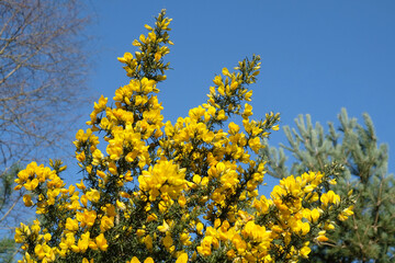 Common Gorse growing on heathland in southern England.