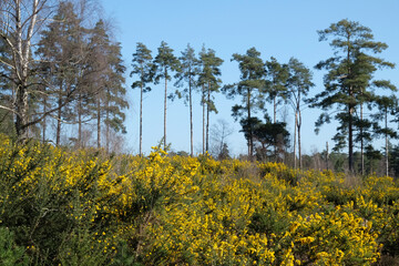 Common Gorse growing on heathland in southern England.