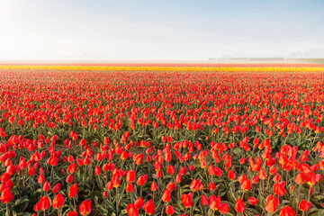Fototapeta na wymiar tulip field rows with sky
