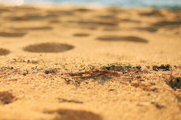 sand on the beach a bright sunny day by the sea