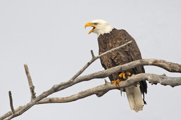 Bald Eagle adult vocalizing