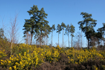 Common Gorse growing on heathland in southern England.