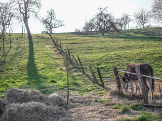 Junge Esel auf der Weide