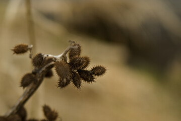 macro still and living life