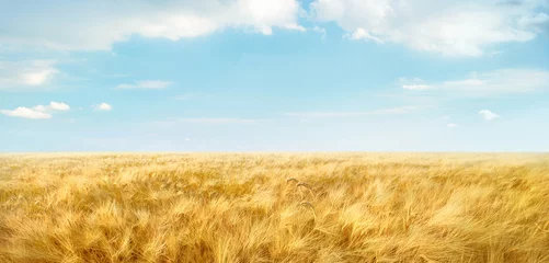 Deurstickers Field of ripe wheat under light blue sky with clouds. Panorama landscape  © ChaoticDesignStudio
