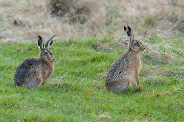 Brown or European hare, Lepus europaeus