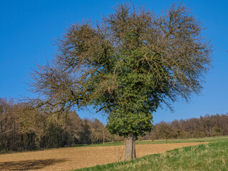 Mistel auf Baum im Frühjahr