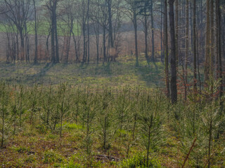 Fototapeta premium Wiederaufforstung im Mischwald