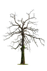 Dead tree isolated on white background.