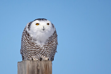 Snowy Owl 