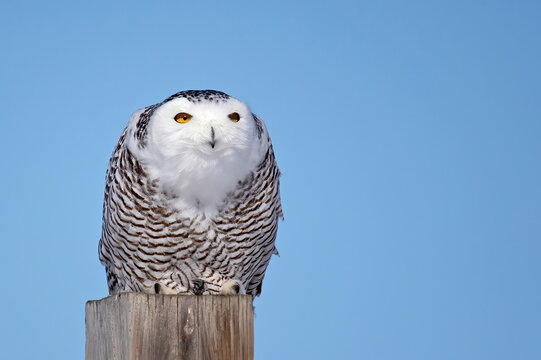 Snowy Owl "Intense Focus"