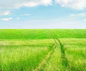 Field of green oats grass with wheel tracks under light blue sky with clouds