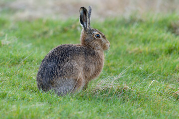 Brown or European hare, Lepus europaeus