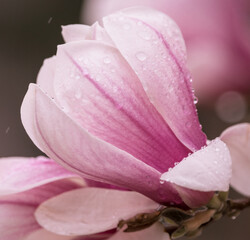 magnolia flower with rain drops