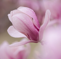 magnolia flower 