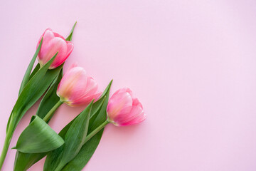 Obraz premium top view of blossoming tulips with green leaves on pink, mothers day concept.