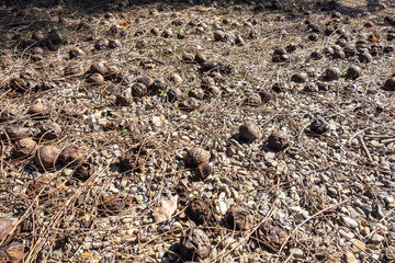 Fallen dried rotten apples on the ground