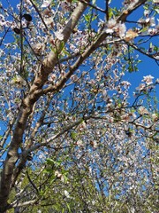 Beautiful blooming almond tree with flowers in full bloom Concept for Spring.