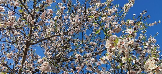 Beautiful blooming almond tree with flowers in full bloom Concept for Spring.