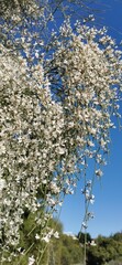 a tree that blooms with white flowers stands on the side of the road. Spring, trees in bloom and green grass