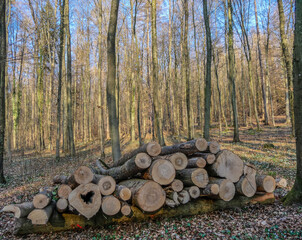 Geschlagene und markierte Baumstämme im Wald