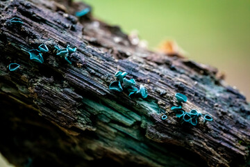 Green stain fungus growing on a rotting piece of wood.  The wood is being stained by the fungus.