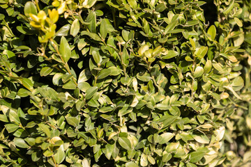 Macro photography of green leaves of boxwood