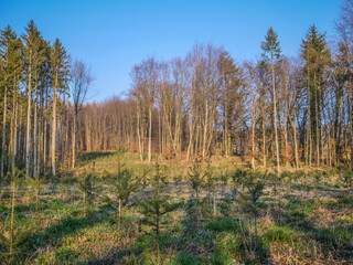 Wiederaufforstung im Mischwald