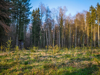 Obraz premium Wiederaufforstung im Mischwald
