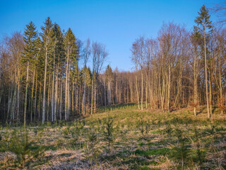 Wiederaufforstung im Mischwald im Frühjahr
