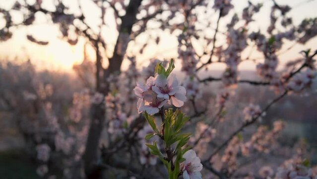Close up of pink pink almond tree blossoms in spring, slow motion