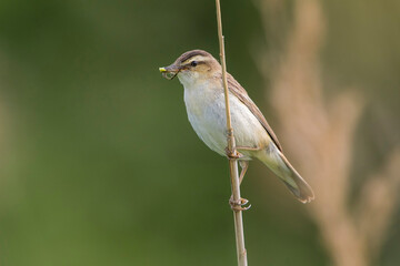 Sedge Warbler (Acrocephalus schoenobaenus) perched on Common Reed (Phragmites australis) with Blue-tailed Damselfly (Ischnura elegans) in it's bill