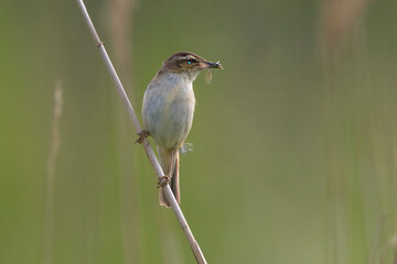 Sedge Warbler (Acrocephalus schoenobaenus) perched on Common Reed (Phragmites australis) with Blue-tailed Damselfly (Ischnura elegans) in it's bill