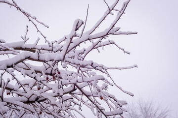 Tree branch in snow in winter after snowdrifts.