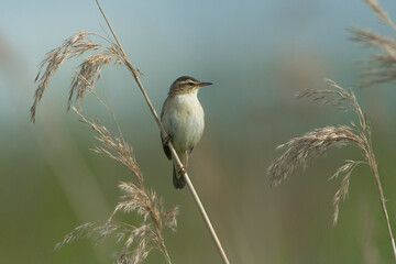 Sedge Warbler (Acrocephalus schoenobaenus) perched on Common Reed (Phragmites australis)