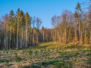 Wiederaufforstung im Mischwald