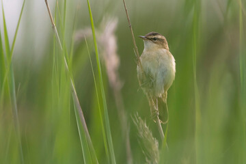 Sedge Warbler (Acrocephalus schoenobaenus) adult perched on a Reed stem