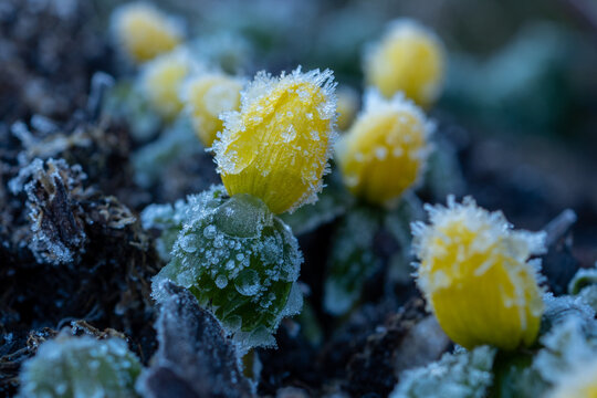 Winterlinge mit Eiskristallen