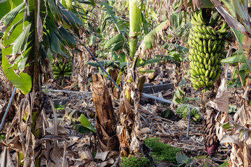Destroyed banana tree on the island of La Palma after the volcano